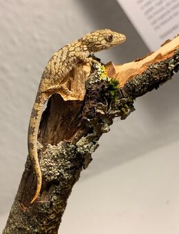 1.0 Chamäleongecko (Eurydactylodes agricolae) - Waldbronn