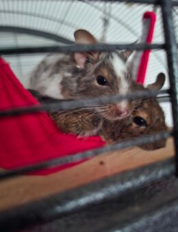 5 Degus mit Käfig und zahlreichem Zubehör abzugeben - Balingen