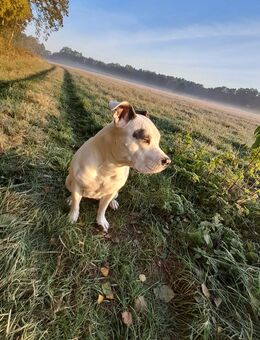 American Bully Staffordshiere Old English Bulldogge - Torgelow