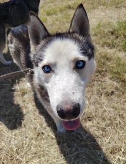 Koko von kettenlos - Bollingstedt