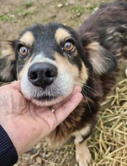 Trauriger, kleiner Rusty - Koblenz