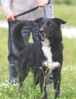 Jordao sucht ruhige geduldige Familie - Untergruppenbach