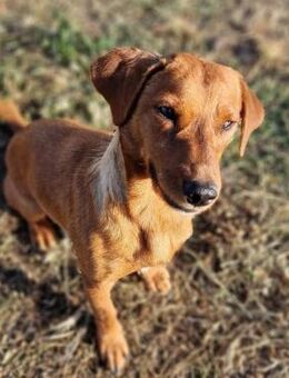 Peppino 💚 Liebevolle Zuwendung gesucht - Bad Karlshafen