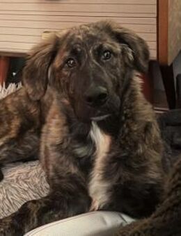 Temperamentvolle Darla sucht Zuhause - Neuss