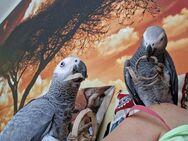 Zahmes Graupapageien-Pärchen mit Papieren abzugeben - Greiz