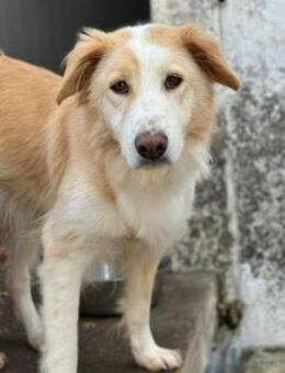 Cinti Mix Hündin ca. 3,7 Jahre alt in GR - Reutlingen