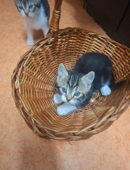 Katzen, Kater - Langenfeld (Rheinland)
