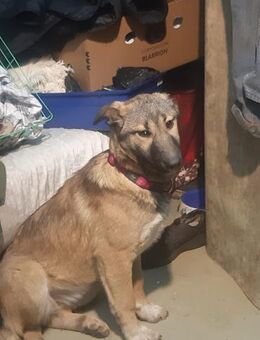 Zoë - Findelkind sucht ein liebevolles Z - Mönchengladbach
