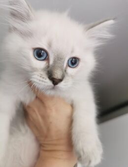 RAGDOLL KITTEN/Junge und Mädchen frei - Gochsheim