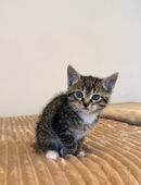Weibliche Babykatze /kitten in 53913