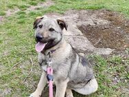 Sozialer Kuschelhund ARES 🐾🐾♥️ - München