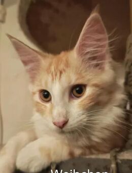 Maine Coon. - Crimmitschau