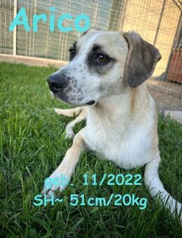 Arico, ein echter Kumpeltyp - Rinteln