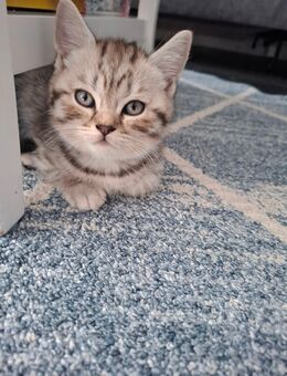 BKH / British Kurzhaar Whiskas/ Silver Tabby Kitten - Hamburg