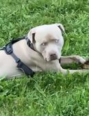 American Bully, 1 Jahr alt, geimpft & gechippt, mit Blue Eyes – in liebevolle Hände abzugeben in 75172