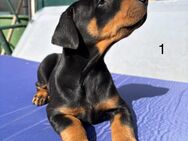Süße Dobermann Welpen suchen ein Zuhause - Calbe (Saale)