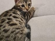 Bengal Kitten - Hamburg