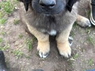 Welpen, Hund, Hündin, Rüden, germanischer Bärenhund - Peenehagen