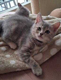 Bkh Kitten.Britisch Kurzhaar - Dortmund Huckarde