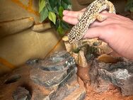 Leopardgecko mit/ohne Terrarium - Steinfurt