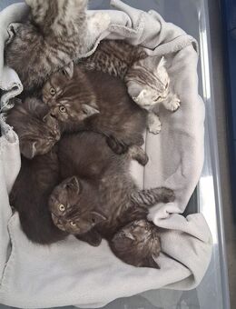 Bkh Kitten ab sofort in liebevolle Familien abzugeben - Berlin Reinickendorf