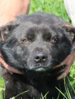 Meo - zutraulich u. kinderlieb - Lohra