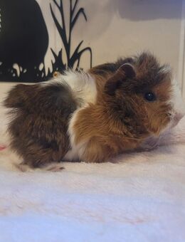 Meerschweinchen Babys Böckchen - Bad Bibra Altenroda