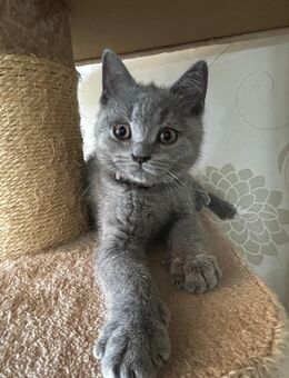 Bkh Kitten Junge - Büren
