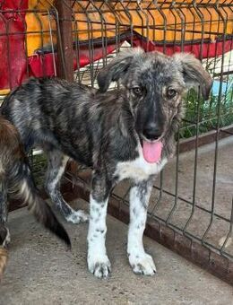 Dipsy von kettenlos - Bollingstedt