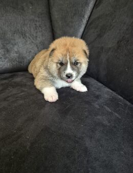 Akita Inu 3 süße Welpen Reinrassig - Bad Fallingbostel