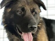 Unsicherer Ares sucht erfahrenes Zuhause - München