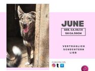 June - ein zarte Hündin - Rambin