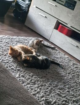 2 Kleine Kater suchen noch ihr Für-Immer-Zuhause - Hamm