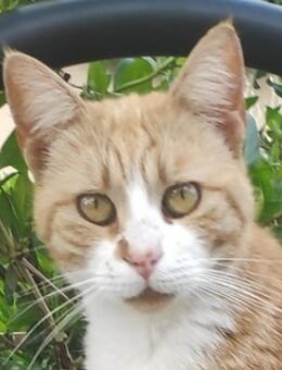 Rosaya, geb. ca. 04/2019, Griechenland - Markdorf