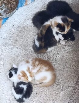Kitten Katzenbabys nur in gute Hände abzugeben - Billerbeck