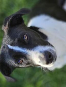 Zuckerschnute Cupcake sucht Ihr Zuhause - Siggelkow