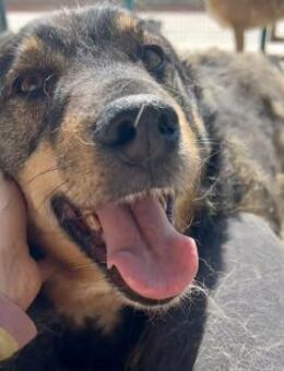 Luke - fröhlicher, lieber Schmuser - Hamburg