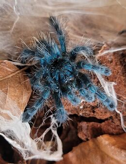 Vogelspinne-Caribena Versicolor - Lübtheen Zentrum