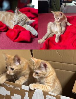 Kitten weiblich rot getiegert - Beelitz