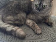 Britische Kurzhaarkatze – 1 Jahr und 5 Monate alt – sucht liebevolles Zuhause - Dresden