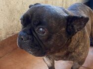 zutraulicher Hundemann MICKY - Velbert