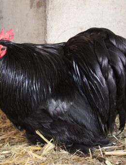 Hahn Elvis und seine 2 Damen suchen eine neue Bleibe … - Templin
