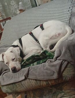 Kuschelige Dogo-Argentino-Hündin ( 6 Jahre taub) Sucht Herzenszuhause - Büsum
