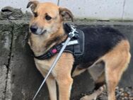Amy, eine nette Hündin braucht Hilfe - Köln
