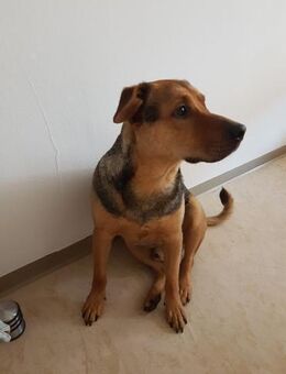 Pasa - Rüde - Neuhausen (Fildern)