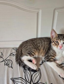 EKH Kitten - Gladbeck