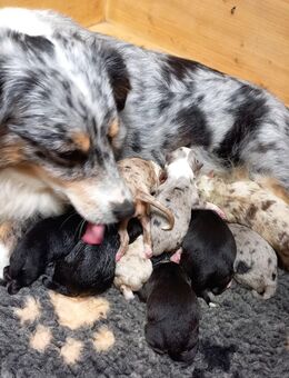 Mini Aussie Welpen - Schenefeld (Landkreis Steinburg)