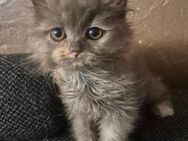 Bkh perser mix katzenbabys - Lichtenfels (Bayern)