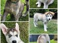 Husky Akita Inu Welpe in 06886