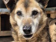 Seniorin ABBY sucht lieben Rentnerplatz - Neuberg
